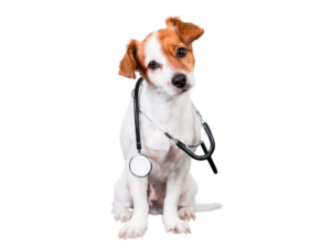 Chien et stétoscope