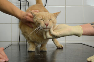 consultation-chat-gazinet consultation-chat-gazinet